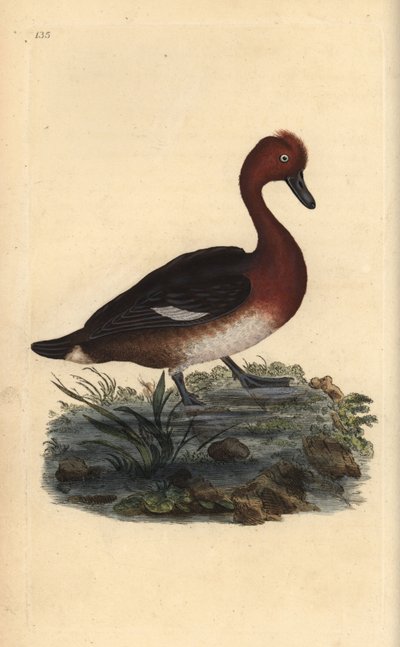 Moretta tabaccata, Aythya nyroca da Edward Donovan