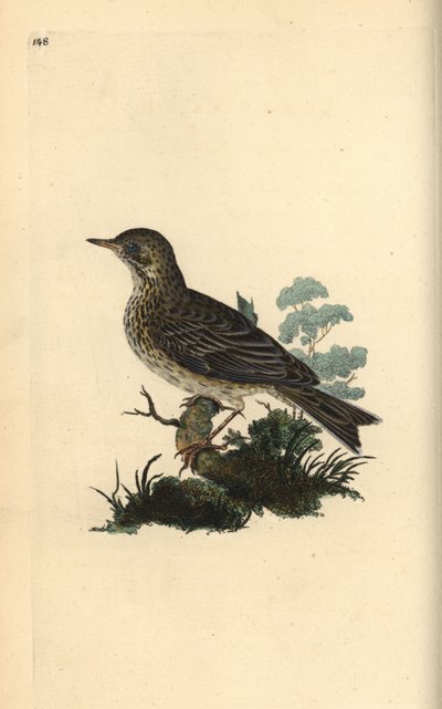 Allodola campestre, Alauda minor (o Prispolone, Anthus trivialis?) da Edward Donovan