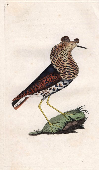 Combattente, Philomachus pugnax da Edward Donovan