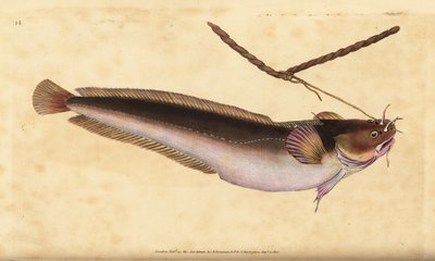 Mustella a cinque barbe, Ciliata mustela (Pesce merluzzo a cinque barbe, Gadus mustela). Incisione a mano colorata disegnata e incisa da Edward Donovan dalla sua Storia Naturale dei Pesci Britannici, Donovan e F.C. e J. Rivington, Londra da Edward Donovan
