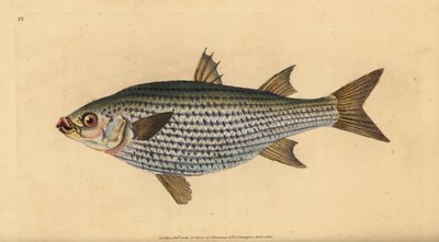 Cefalo testone, Mugil cephalus da Edward Donovan