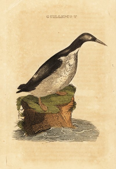 Uria, Uria aalge da Edward Donovan