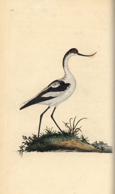 Avocetta, Recurvirostra avosetta da Edward Donovan