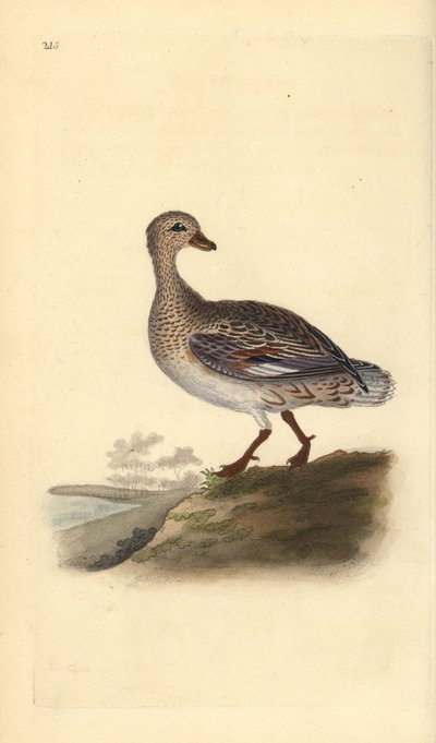 Canapiglia (femmina), Anas strepera da Edward Donovan