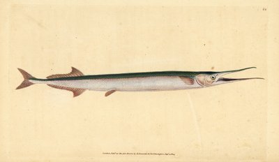 Aguglia, Belone belone da Edward Donovan