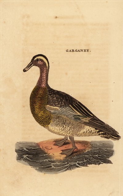 Marzaiola, Spatula querquedula, piccola anatra tuffatrice da Edward Donovan