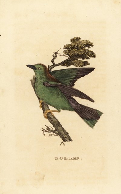 Ghiandaia marina o ghiandaia marina europea, Coracias garrulus da Edward Donovan