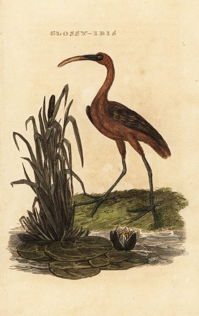 Mignattaio, Plegadis falcinellus da Edward Donovan