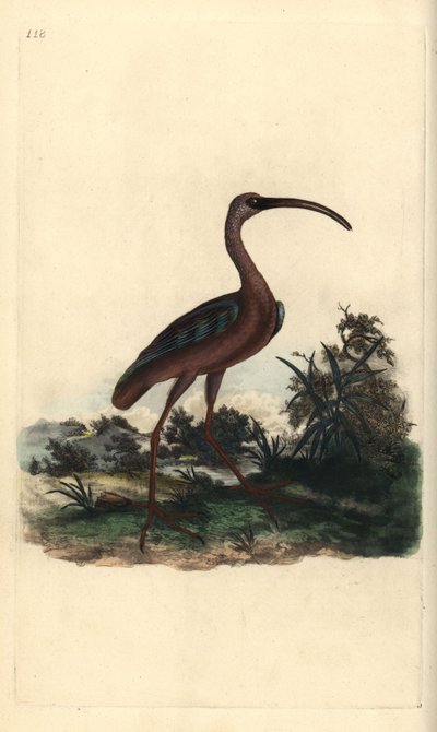 Ibis lucente, Plegadis falcinellus da Edward Donovan