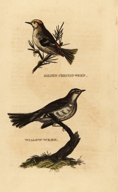 Regolo, Regulus regulus, e luì grosso, Phylloscopus trochilus da Edward Donovan