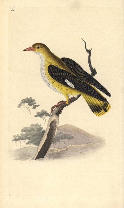 Rigogolo (femmina), Oriolus oriolus da Edward Donovan
