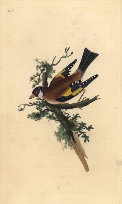 Cardellino, Carduelis carduelis. Incisione colorata a mano tratta da Edward Donovan dal suo Natural History of British Birds, Londra da Edward Donovan