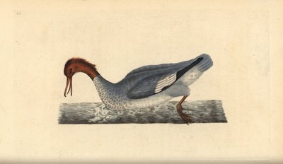 Smergo maggiore, Mergus merganser, femmina da Edward Donovan