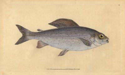 Temolo, Thymallus thymallus. Incisione a mano colorata disegnata e incisa da Edward Donovan dal suo 