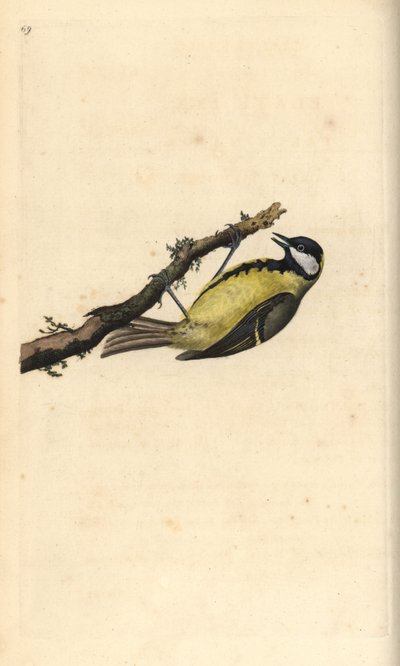 Cinciallegra, Parus major da Edward Donovan