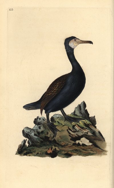 Cormorano, Phalacrocorax carbo da Edward Donovan