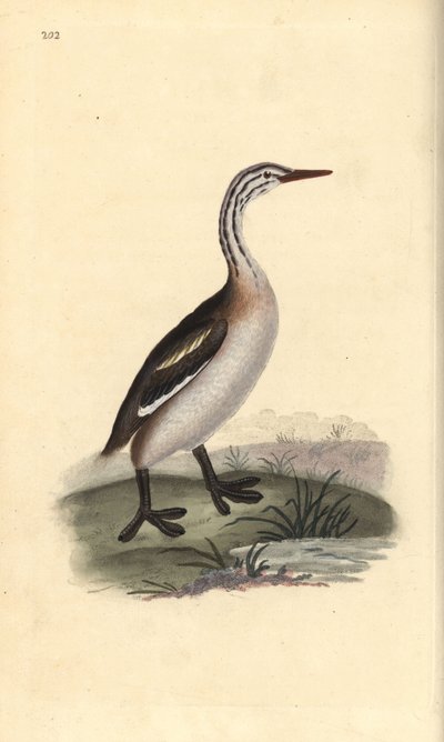 Svasso maggiore, Podiceps cristatus. Incisione a mano colorata disegnata e incisa da Edward Donovan dalla sua "Storia Naturale degli Uccelli Britannici", Londra da Edward Donovan