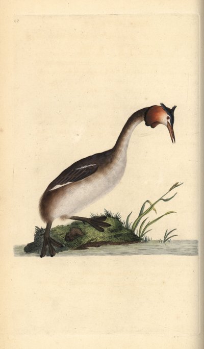 Svasso maggiore, Podiceps cristatus da Edward Donovan