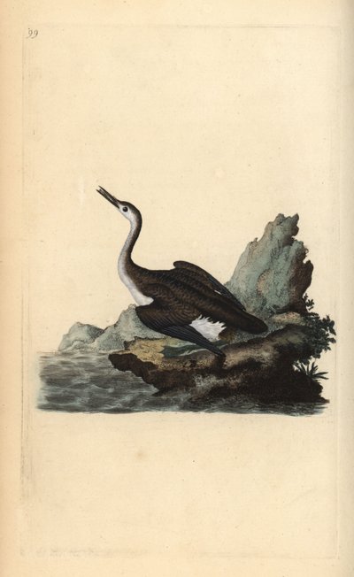 Strolaga maggiore o tuffatore, Gavia immer da Edward Donovan