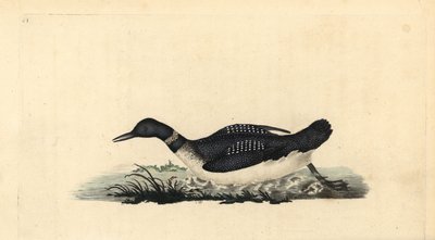 Strolaga maggiore, Gavia immer da Edward Donovan