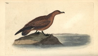 Grande skua, Stercorarius skua da Edward Donovan