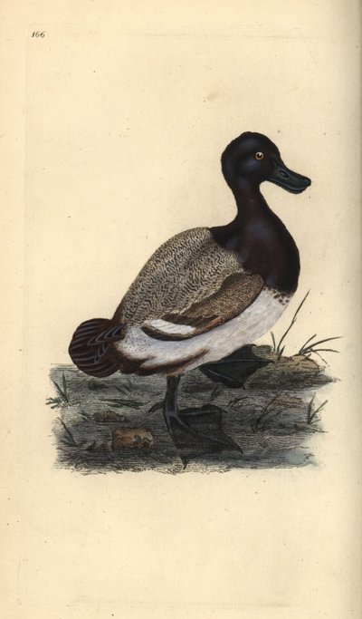 Moretta maggiore, Aythya marila da Edward Donovan