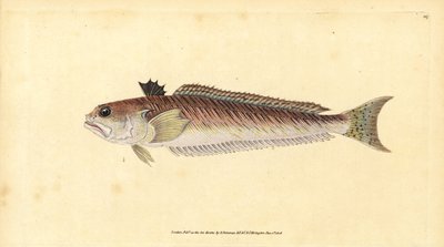 Tracina drago, Trachinus draco da Edward Donovan