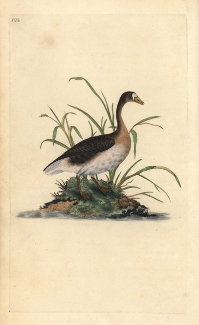 Oca lombardella. Incisione a mano colorata a rame disegnata e incisa da Edward Donovan dal suo Natural History of British Birds, Londra da Edward Donovan
