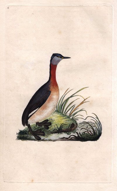 Svasso allegro, Podiceps grisegena da Edward Donovan