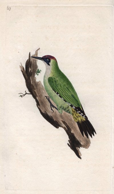 Picchio verde, Picus viridis. Incisione a rame di Edward Donovan, pubblicata in 