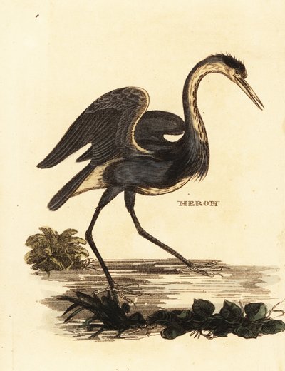 Airone cenerino, Ardea cinerea da Edward Donovan