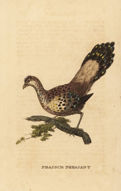 Fagiano pavone grigio, Polyplectron bicalcaratum da Edward Donovan