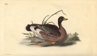 Oca selvatica. Anser anser. Incisione a mano colorata disegnata e incisa da Edward Donovan dalla sua "Storia Naturale degli Uccelli Britannici", Londra da Edward Donovan