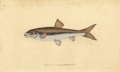 Gobione, Gobio gobio. Incisione a mano colorata disegnata e incisa da Edward Donovan dal suo Natural History of British Fishes, Donovan e F.C. e J. Rivington, Londra da Edward Donovan