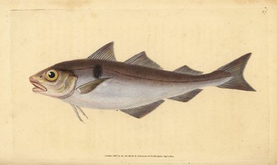 Melanogrammus aeglefinus (Gadus aeglefinus). Vulnerabile. Incisione a mano colorata disegnata e incisa da Edward Donovan dal suo "Natural History of British Fishes", Donovan e F.C. e J. Rivington, Londra da Edward Donovan