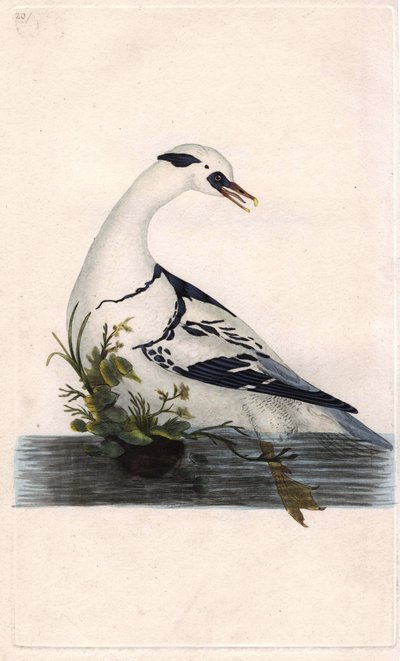 Smergo minore, Mergus albellus. Incisione a rame di Edward Donovan, pubblicata in 