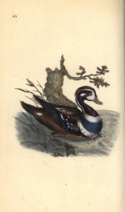 Anatra arlecchino, Histrionicus histrionicus da Edward Donovan