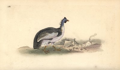 Numida meleagris. Incisione a mano colorata disegnata e incisa da Edward Donovan dal suo "Natural History of British Birds," Londra da Edward Donovan
