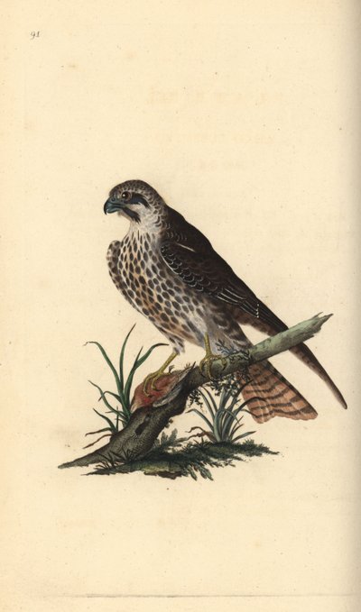 Lodolaio, Falco subbuteo, con una zampa su un uccello morto. Incisione a mano colorata disegnata e incisa da Edward Donovan dal suo 