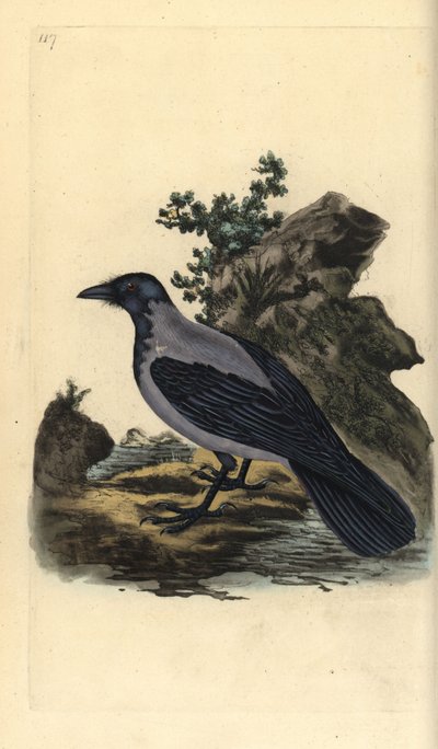 Cornacchia grigia, Corvus cornix da Edward Donovan