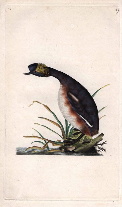 Svasso cornuto, Podiceps auritus da Edward Donovan