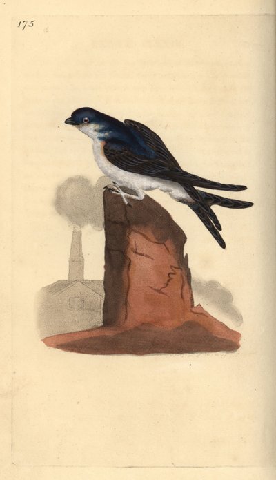 Balestruccio, Delichon urbicum, posato su un camino. Incisione a mano colorata disegnata e incisa da Edward Donovan dal suo "Storia Naturale degli Uccelli Britannici", Londra da Edward Donovan
