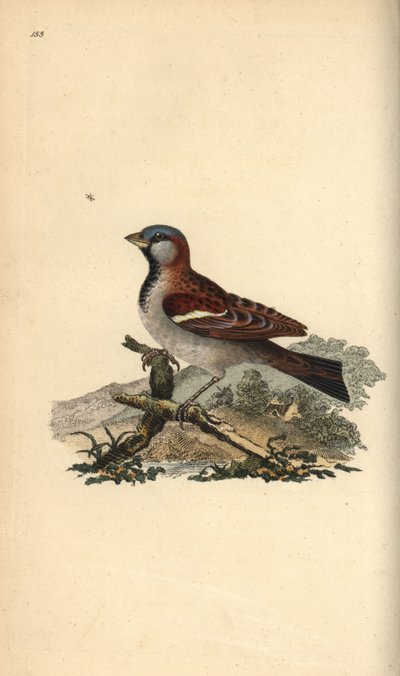 Passero domestico, Pour domesticus da Edward Donovan