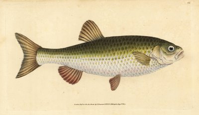 Ide, Leuciscus idus da Edward Donovan