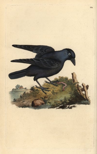 Taccola, Corvus monedula, con verme da Edward Donovan
