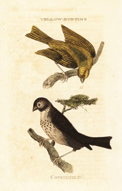 Zigolo giallo giapponese, Emberiza sulphurata, e zigolo delle messi, Emberiza calandra da Edward Donovan