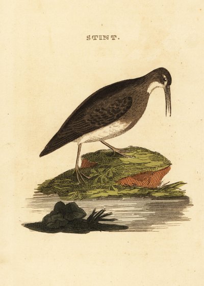 Piro-piro minuto, Calidris minutilla da Edward Donovan