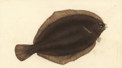 Sogliola limone, Microstomus kitt da Edward Donovan