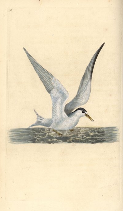 Sternula albifrons. Incisione a mano colorata disegnata e incisa da Edward Donovan dal suo "Natural History of British Birds," Londra da Edward Donovan
