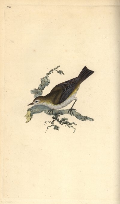 Balestruccio, Riparia riparia, con nido e uovo da Edward Donovan